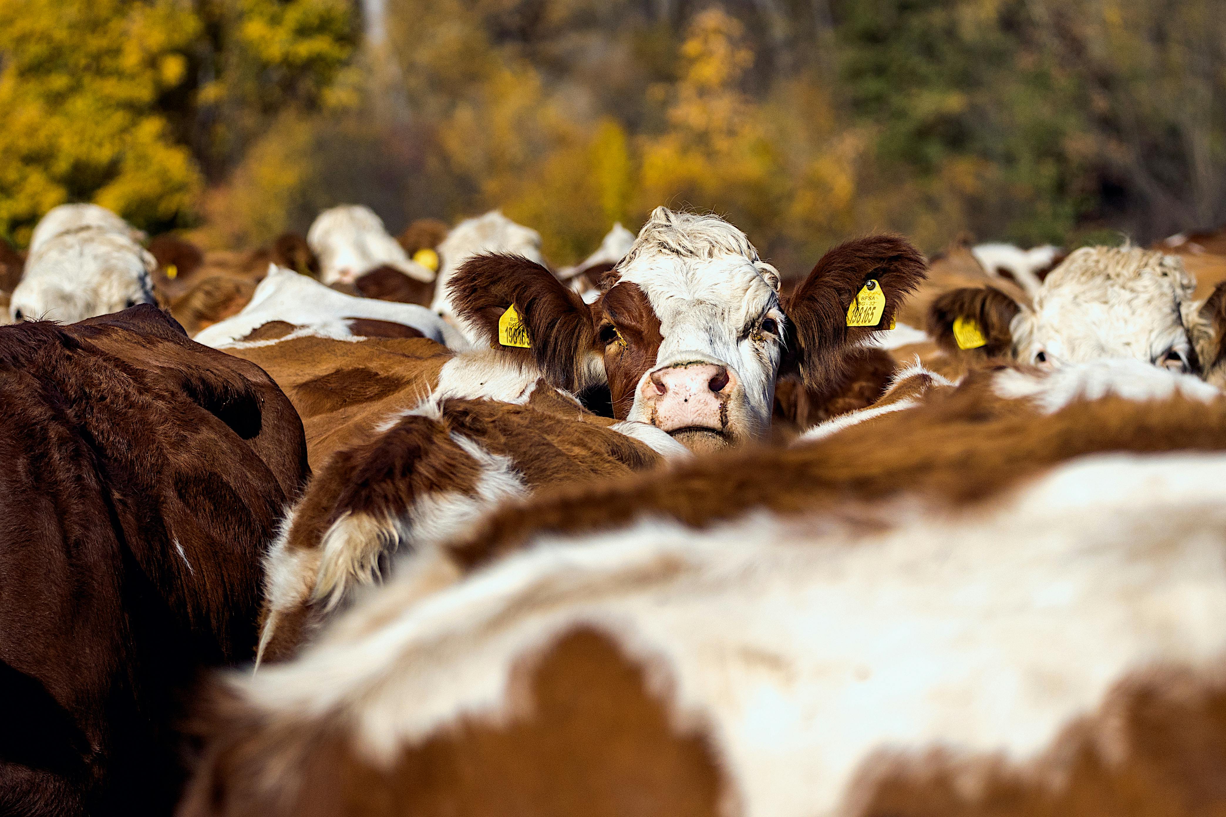 Rumen Sağlığı